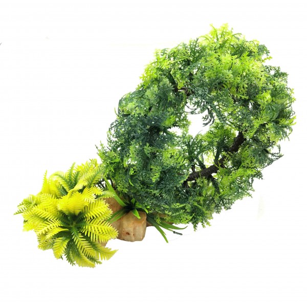 ΔΙΑΚΟΣΜΗΤΙΚΟ ΦΥΤΟ ΕΝΥΔΡΕΙΟΥ